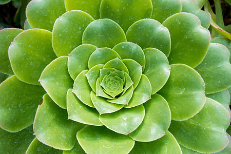 green succulent plant