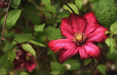 close-up photography of red Clematis flowers in bloom