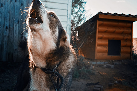 closeup photography of howling do with leash