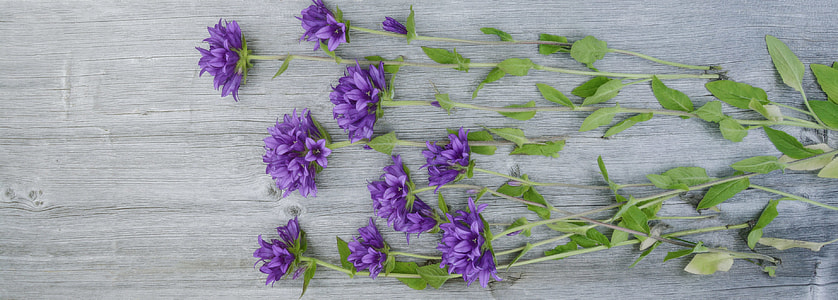 high-angle photography of flowers on wooden surface