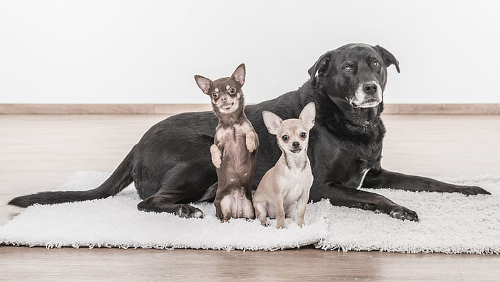 adult black Labrador retriever, miniature pinscher, and Chihuahua on focus photo