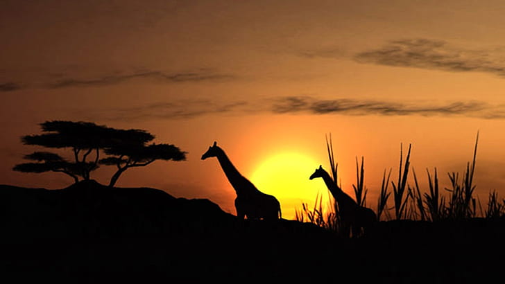 silhouette of two giraffes near trees