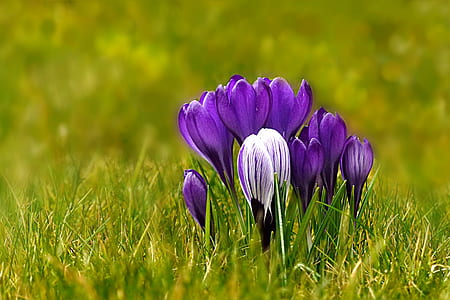 purple crocus flowers in closeup photo