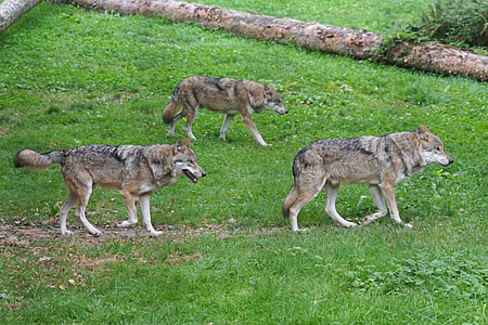 three brown wolves walking on green grass
