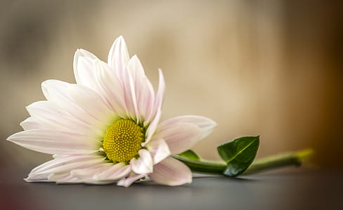 selective photography of white daisy on grey surface