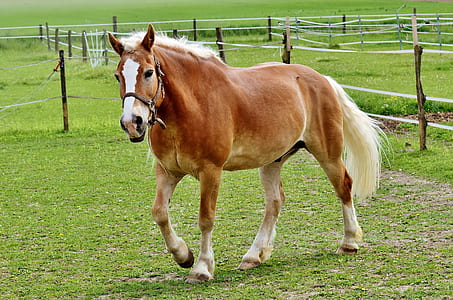 white and brown horse in grass field during daytime