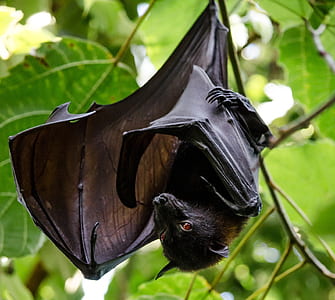 shallow focus photography of black fruit bat