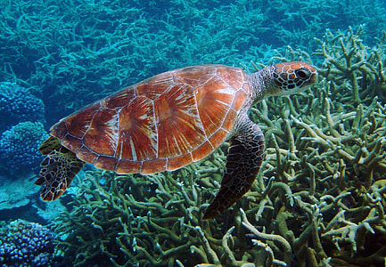 brown and black turtle under body of water