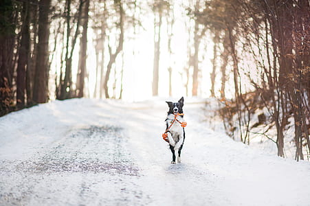 adult white and black border collie running on snow covered ground