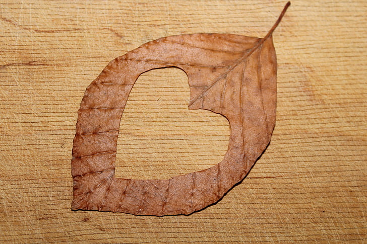 heart cutted in leaf