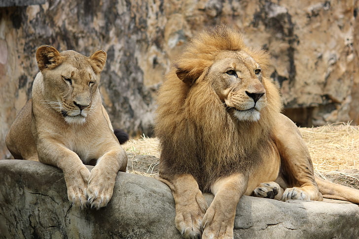 photo of lioness and lion lying on rock