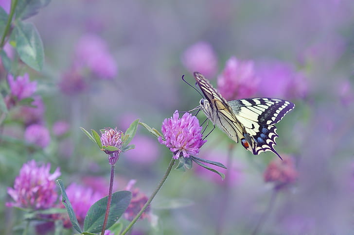 eastern tiger swallowtail butterfly perched on purple petaled flower closeup photography