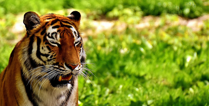 brown tiger on green grass at daytime in selective focus photography
