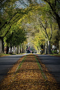 Brown Dried Leaves on Gray Paved Road Surrounded by Green Leaf Trees