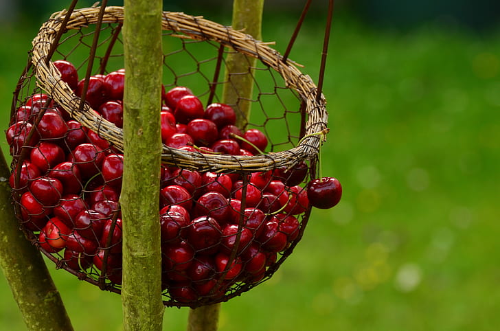 selective focus photo of basket of red cherries