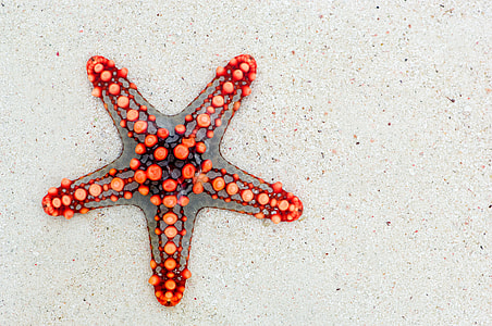 gray and red starfish