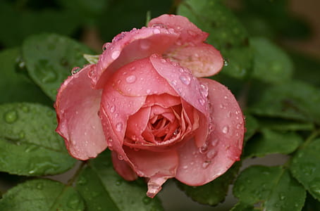 photography of pink rose with dew drops
