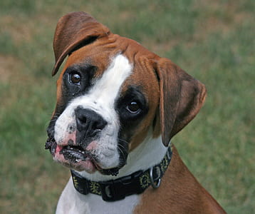 closeup photo of fawn boxer puppy