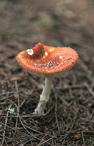 orange and white mushroom in close up photograph