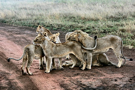pride of lions