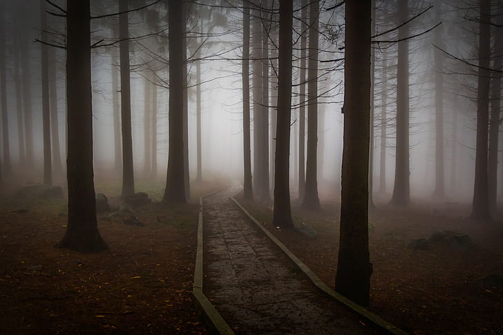 pathway between trees with fogs