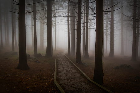 pathway between trees with fogs