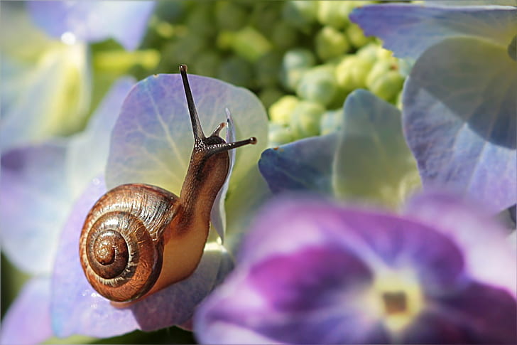 brown snail on purple-and-yellow flowers