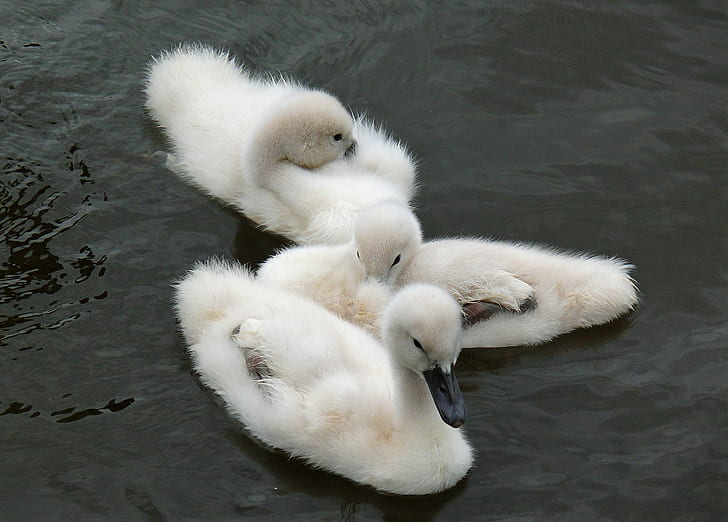 white white ducklings on calm body of water