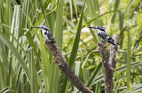 Two Black-and-white Bird