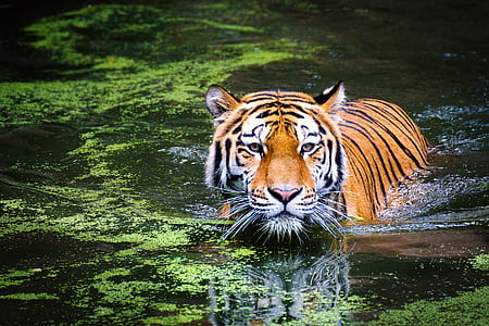 Bengal tiger swimming across water with algae