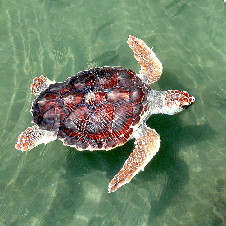 red and black sea turtle