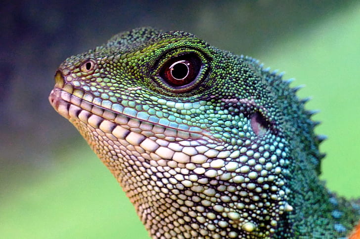closeup photo iguana