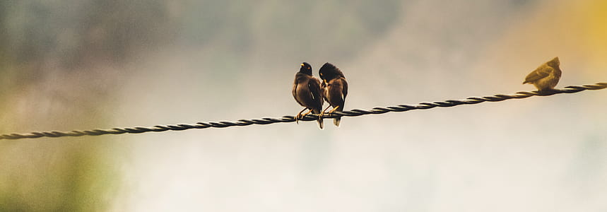 Several Birds Perching on Cable
