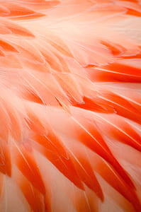 close up photo of peach and red feathers