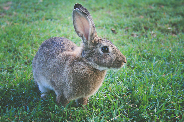Closeup shot of a rabbit
