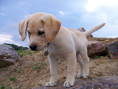 yellow Labrador retriever puppy