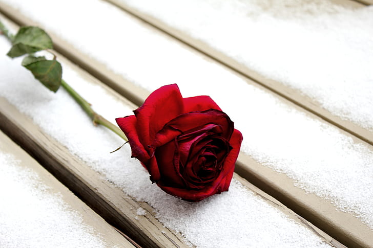 red rose on top of wooden surface
