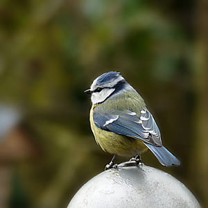 Blue Jay bird perched on silver ball stone