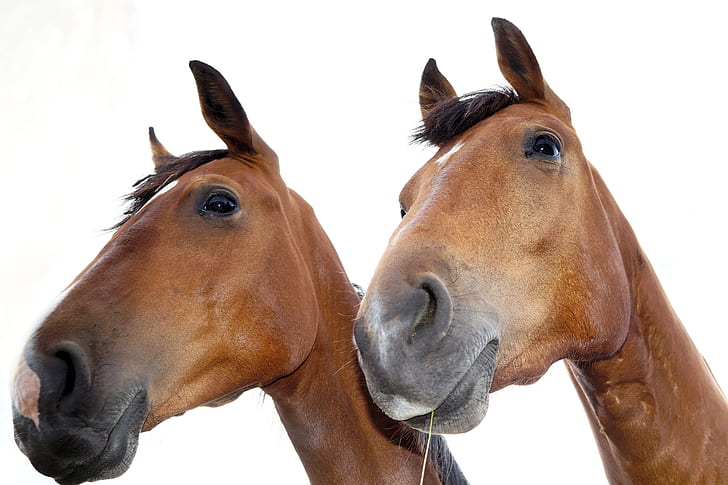 two brown horse heads