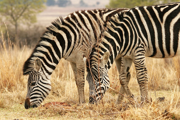two zebra on brown dry grass during daytime