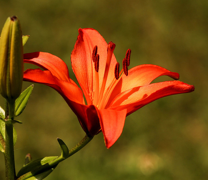 selective focus photography of red peruvian lily flower during daytime