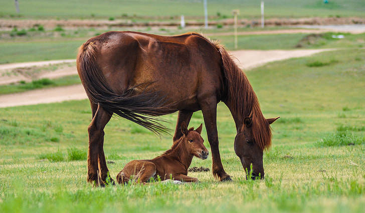 brown horse and baby horse