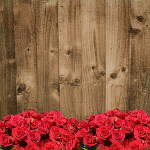 view of red roses behind brown plank