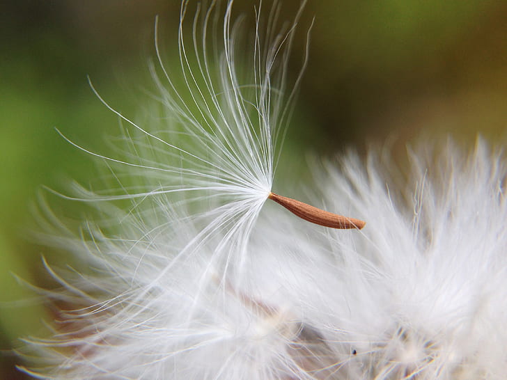 selective focus photograph of white dandelion