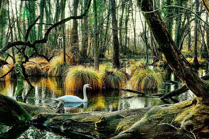 mute swan on lake surrounded by trees