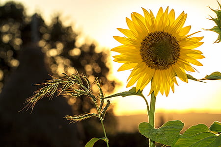 yellow Sunflower in closeup photo