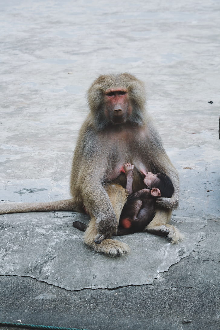 gray mother monkey with its baby sucking to her breast