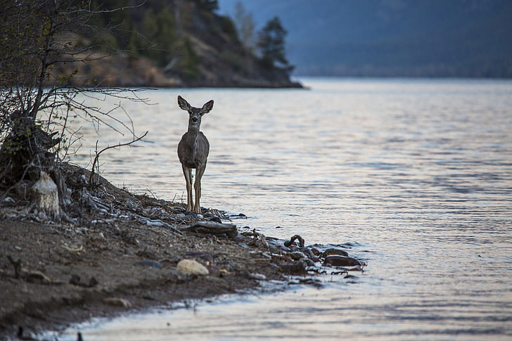 brown deer near body of water during day