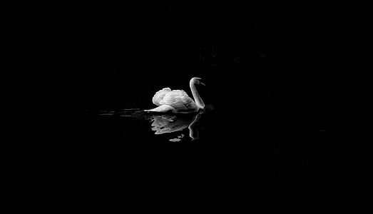 grayscale photo of swan