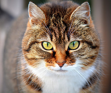 portrait photography of brown tabby cat